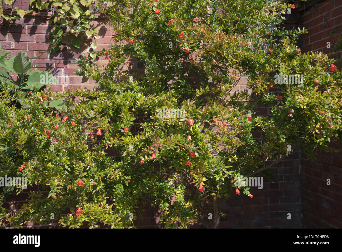 PUNICA GRANATUM VAR NANA Stock Photo