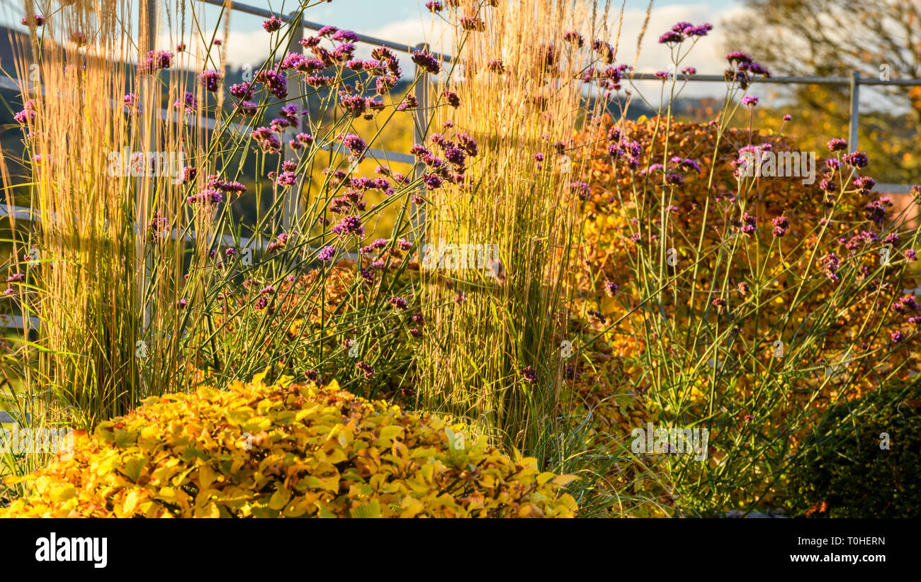 Autumn colour in corner of beautiful private garden - stylish, contemporary design, landscaping & planting on border (rural Yorkshire, England, UK) Stock Photo