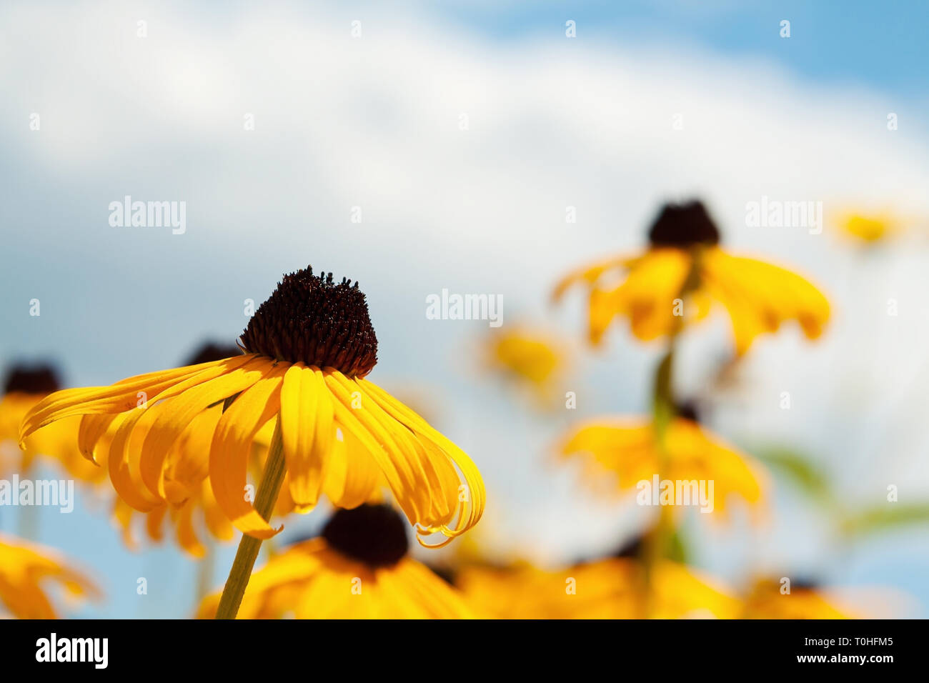 Vibrant field yellow flowers hi-res stock photography and images - Alamy