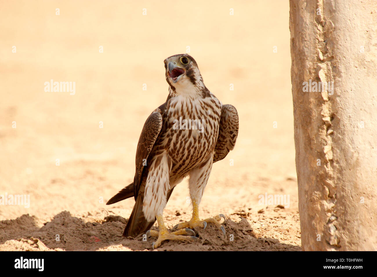 Peregrine Falcon Bird Little Rann Of Kutch Gujarat India