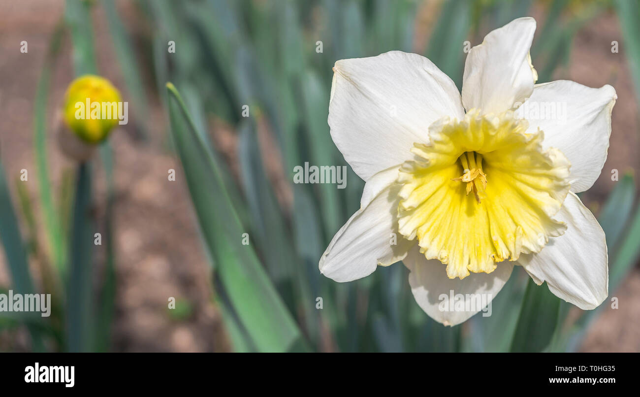 Narcissus is a genus of predominantly spring perennial plants of the Amaryllidaceae amaryllis family Stock Photo