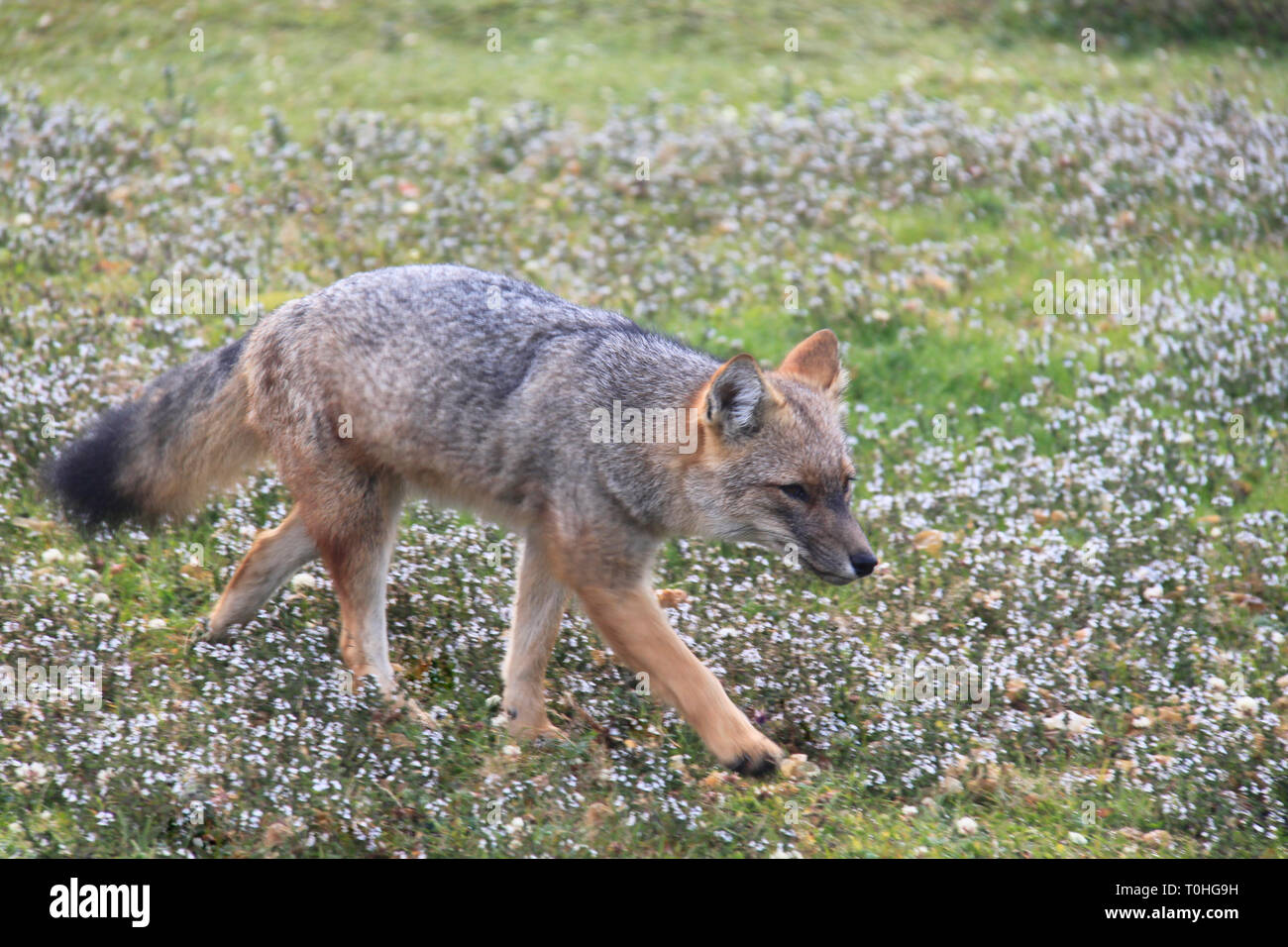 A south american gray fox (Pseudalopex griseus) walking over flowers at Tierra del Fuego National Park, Argentina. Stock Photo