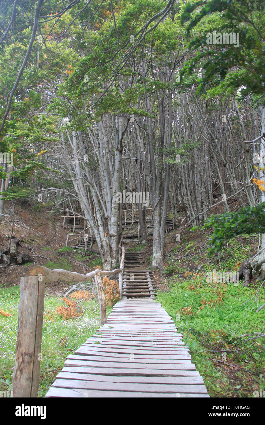 View of a Tierra del Fuego National Park path, Argentina. Stock Photo