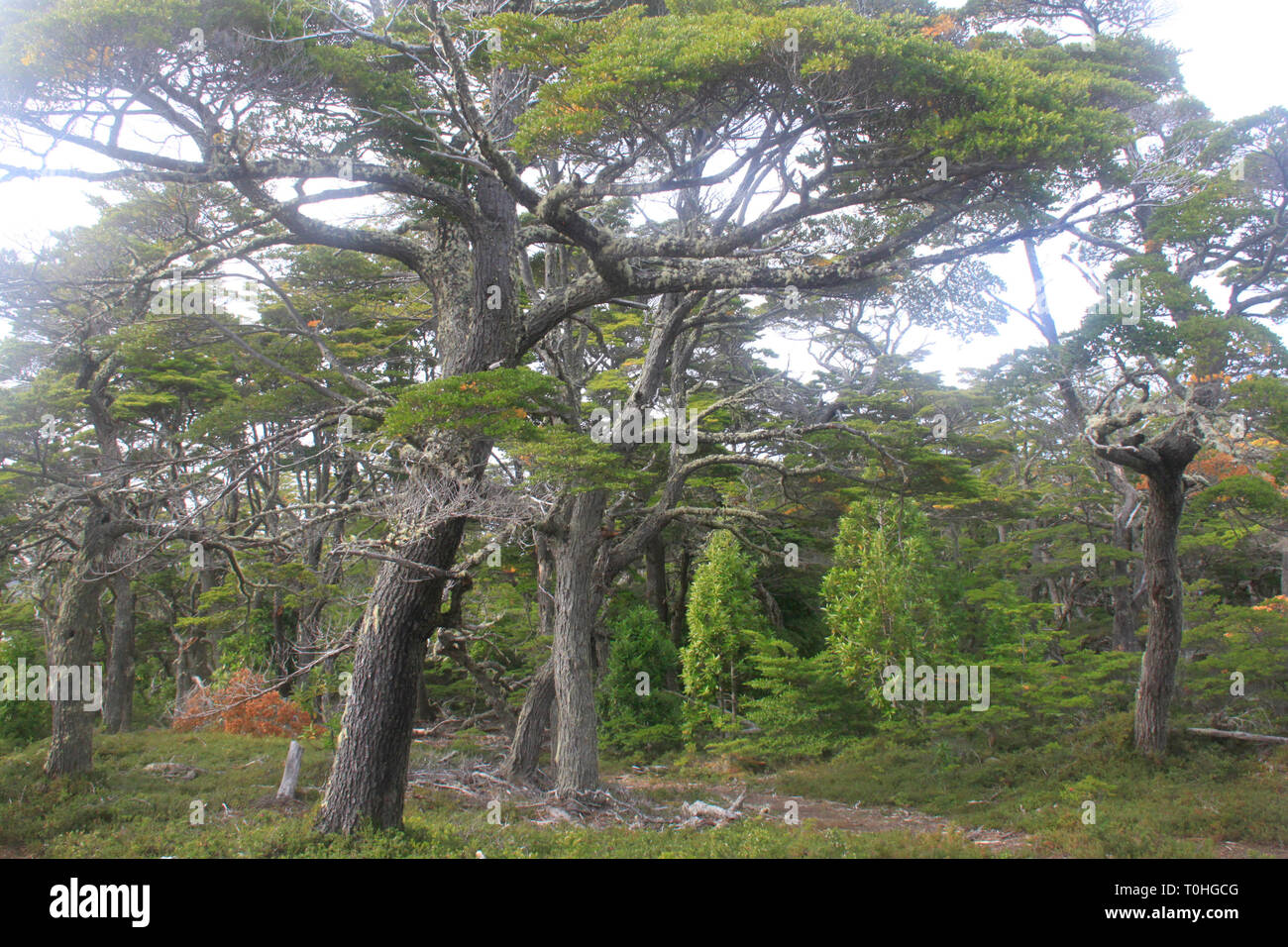 View of Tierra del Fuego Natural Park forest, Argentina. Stock Photo