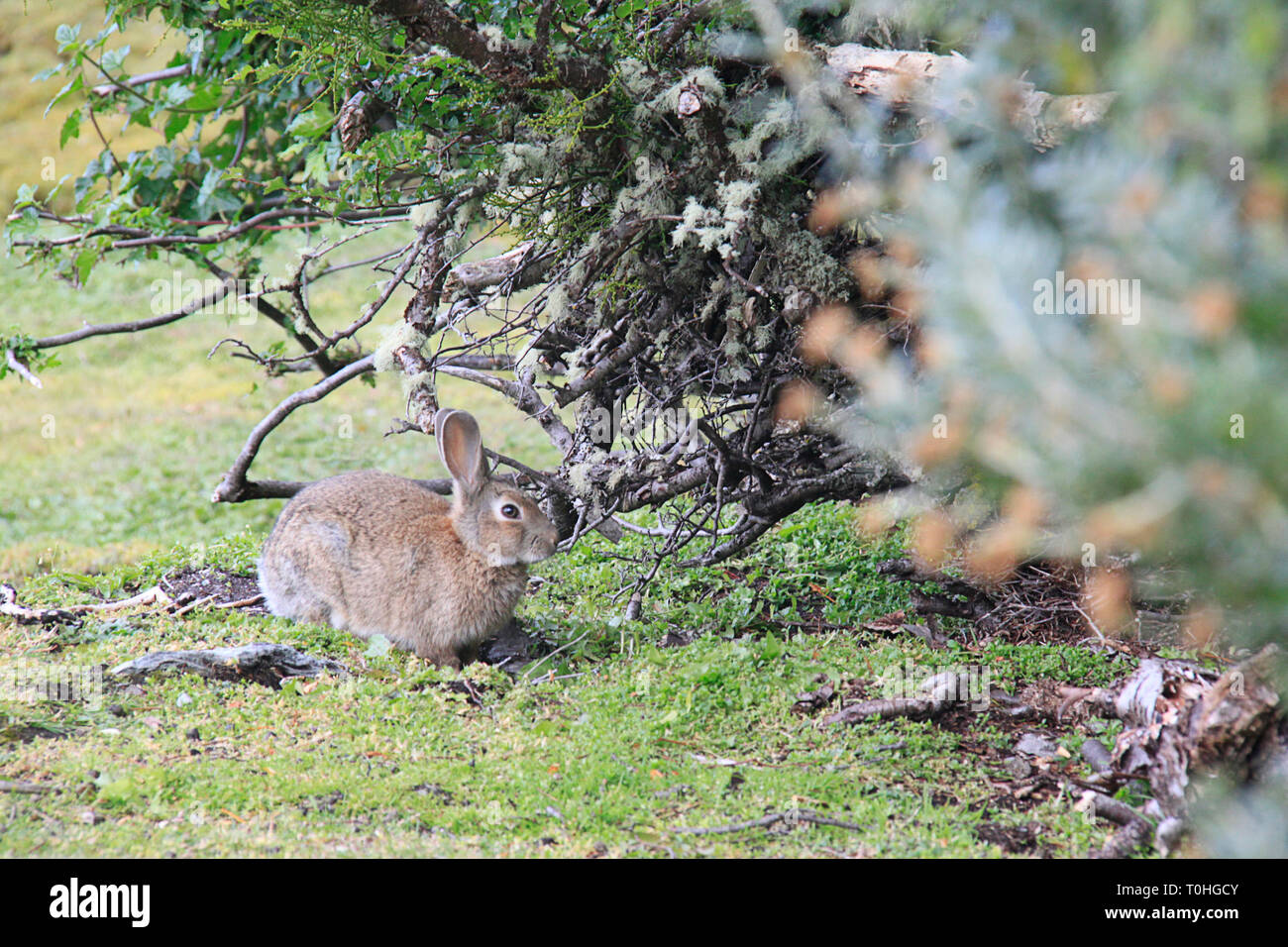 Native from southwestern europe, this rabbit was introduced into several environments and places. Here, in Patagonia, is an invasive specie. Stock Photo