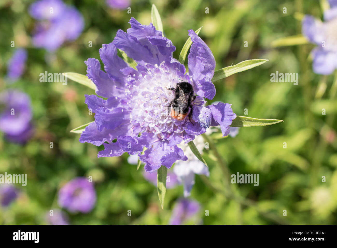 Bumble bee on flower Stock Photo