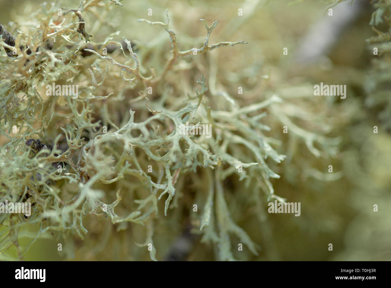 flora of Gran Canaria - lichen, bioindicator of air purity, covers old branches Stock Photo