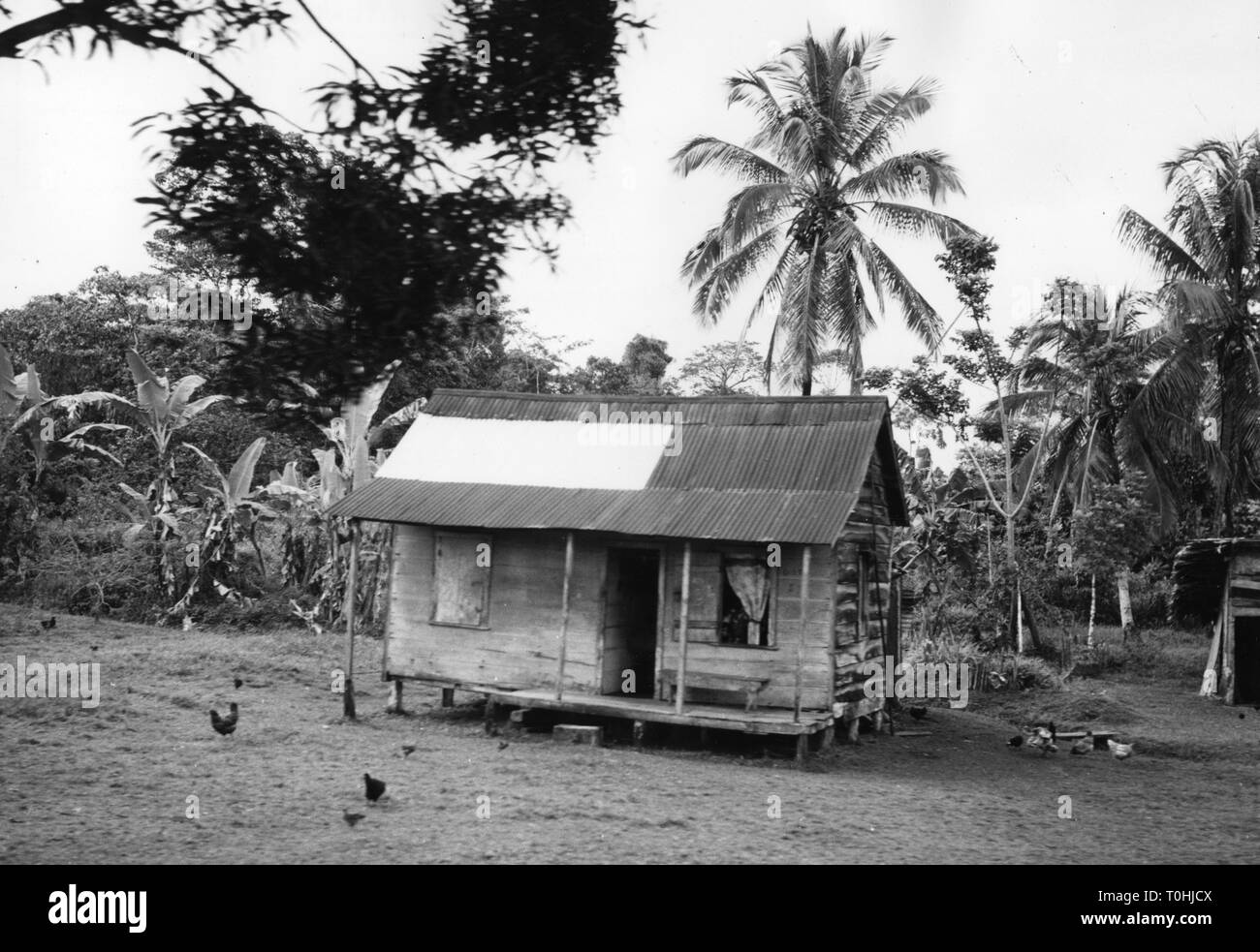 geography / travel, Costa Rica, agriculture, banana plantation, hut, 1950s, Additional-Rights-Clearance-Info-Not-Available Stock Photo