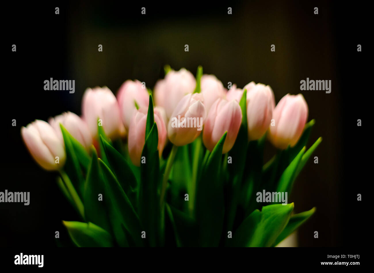 Tulips in vase Stock Photo
