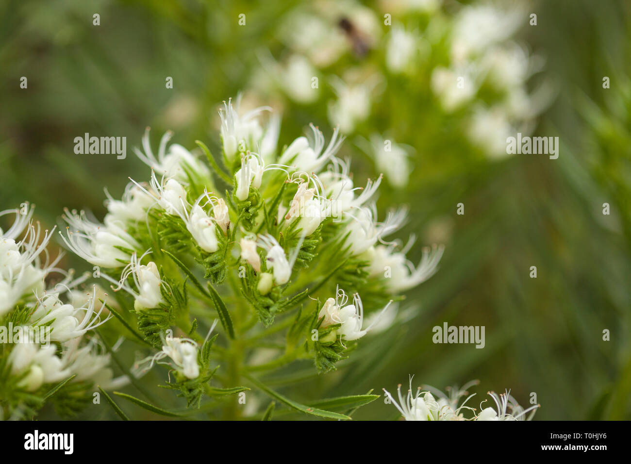 flora of Tenerife - Echium leucophaeum white bugloss of Anaga, endemic Stock Photo
