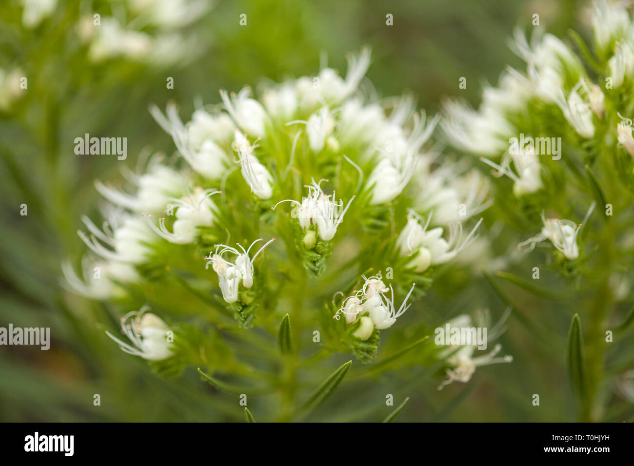 flora of Tenerife - Echium leucophaeum white bugloss of Anaga, endemic Stock Photo