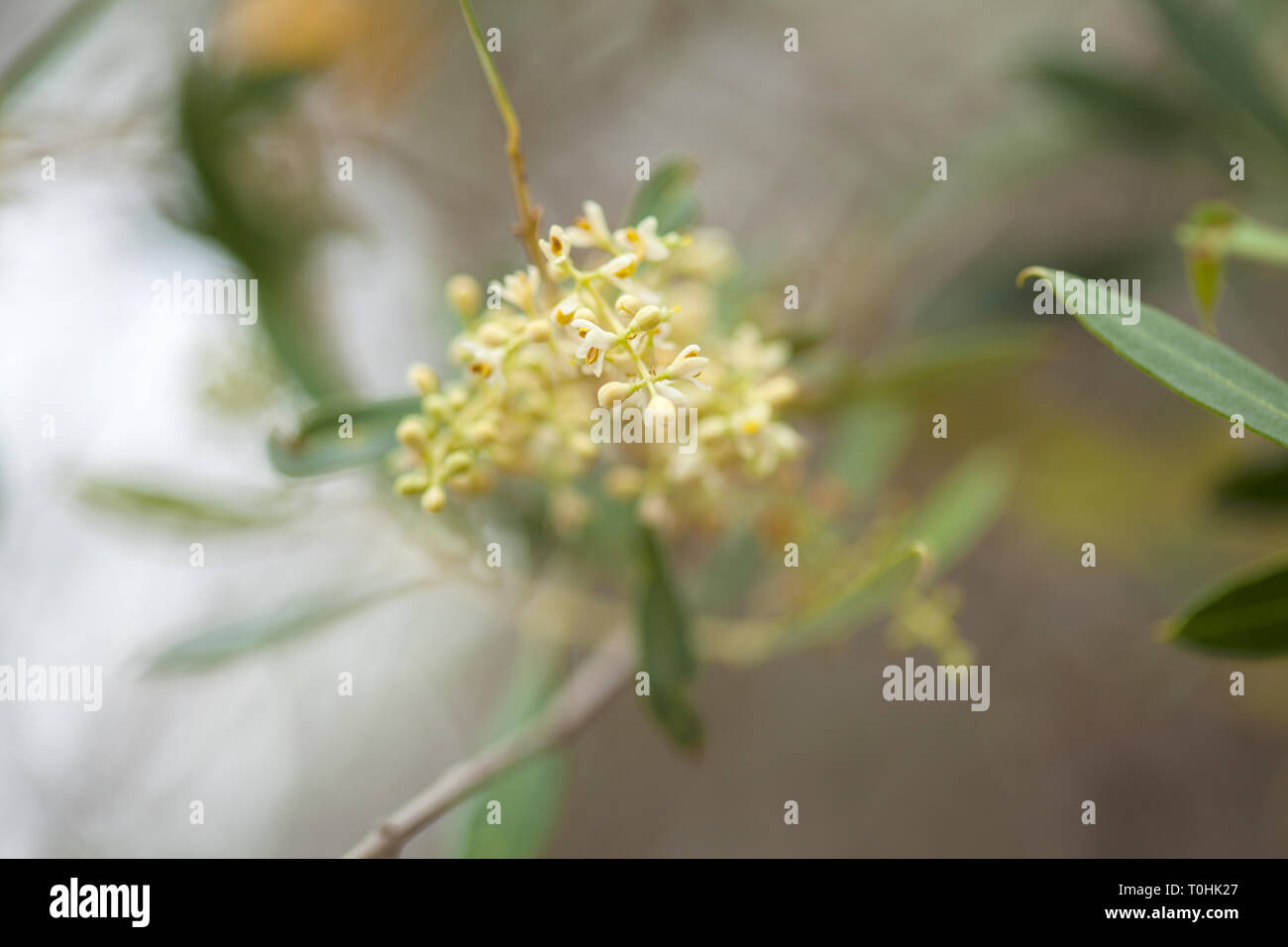 flowering olive tree Olea cerasiformis, species endemic to Canary Islands Stock Photo