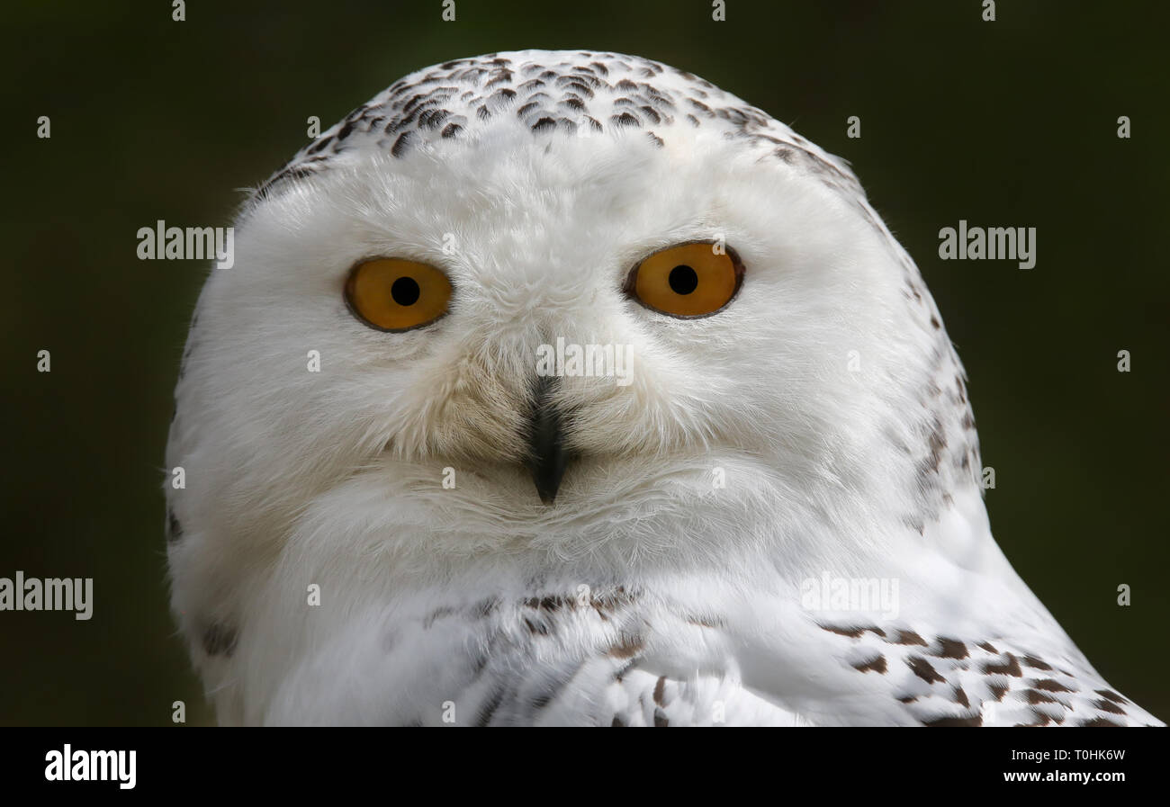 Close-up view of a Snowy Owl (Bubo scandiacus) Stock Photo