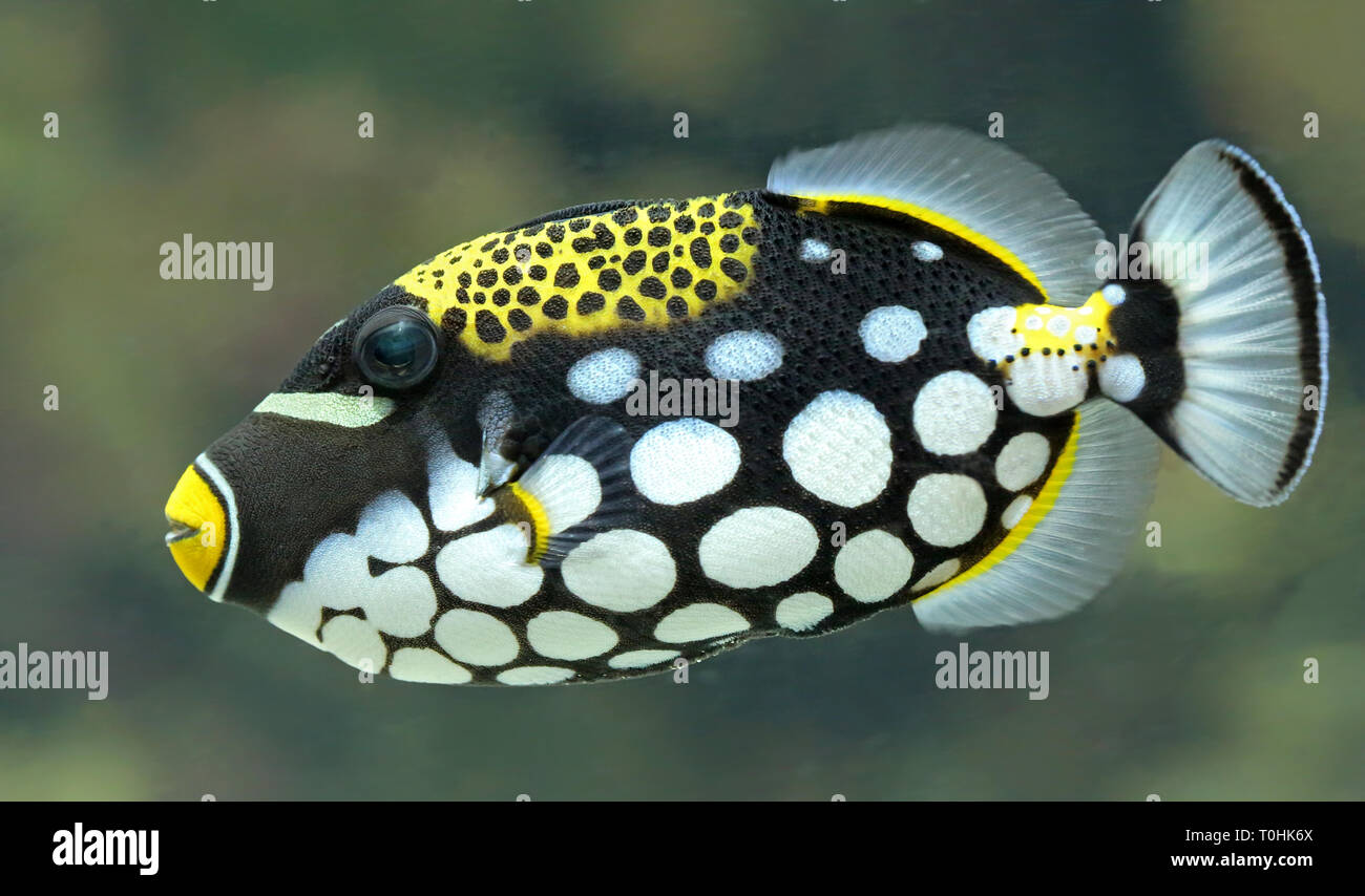 Close-up view of a Clown triggerfish (Balistoides conspicillum) Stock Photo