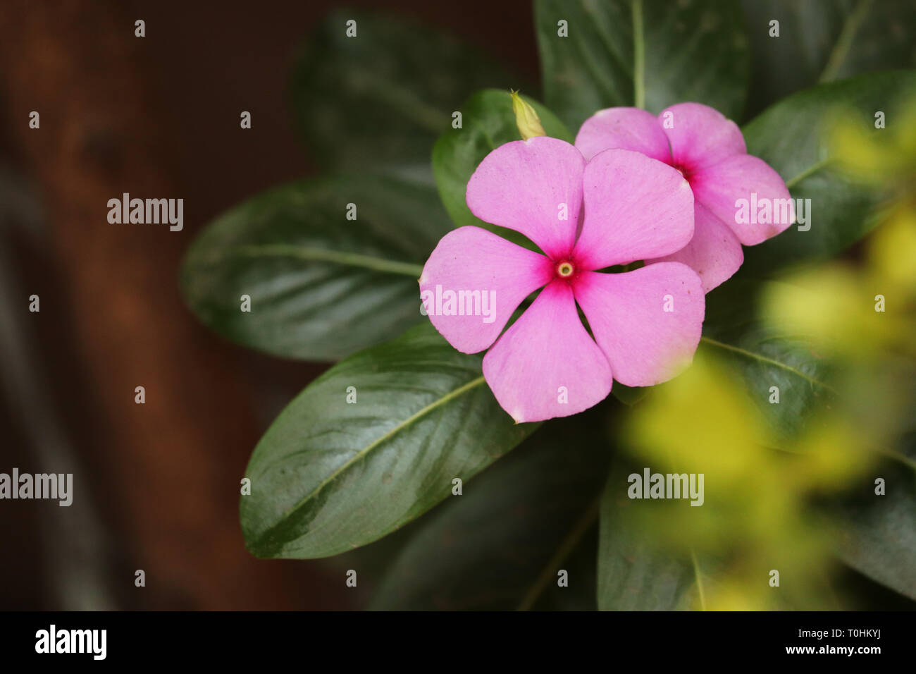 Lavender pink hi-res stock photography and images - Alamy