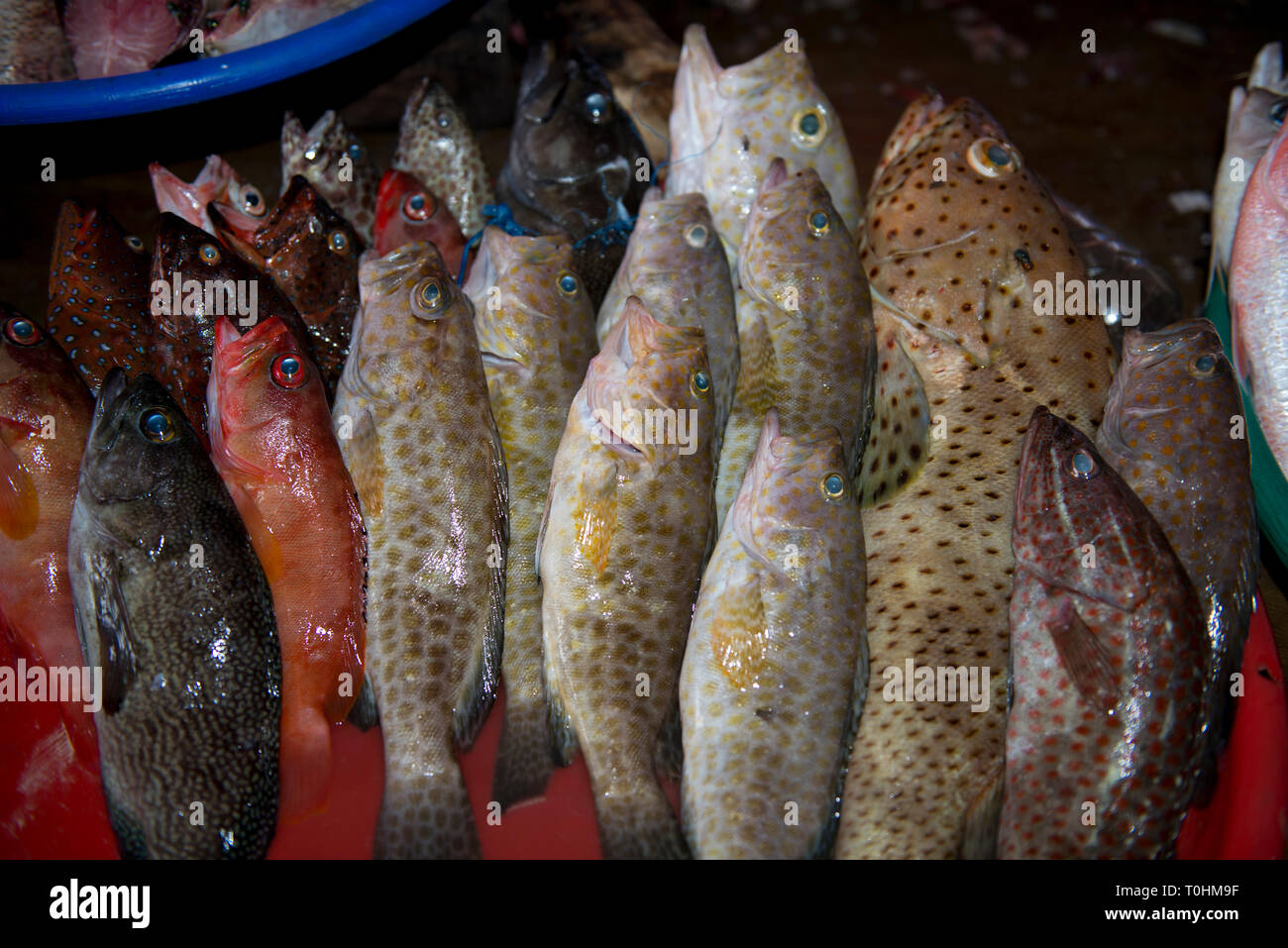 Basket of coral trout. semiendangered species. Fish market, Labuan
