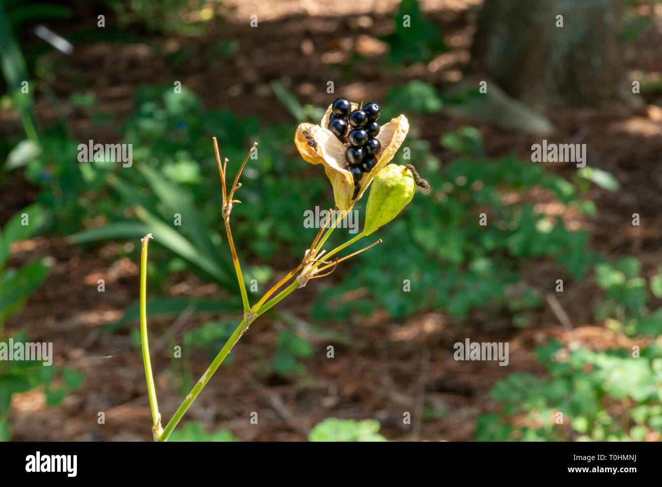 A close-up of two  Iris seed pods, one open, with black seeds, and one still closed. Stock Photo