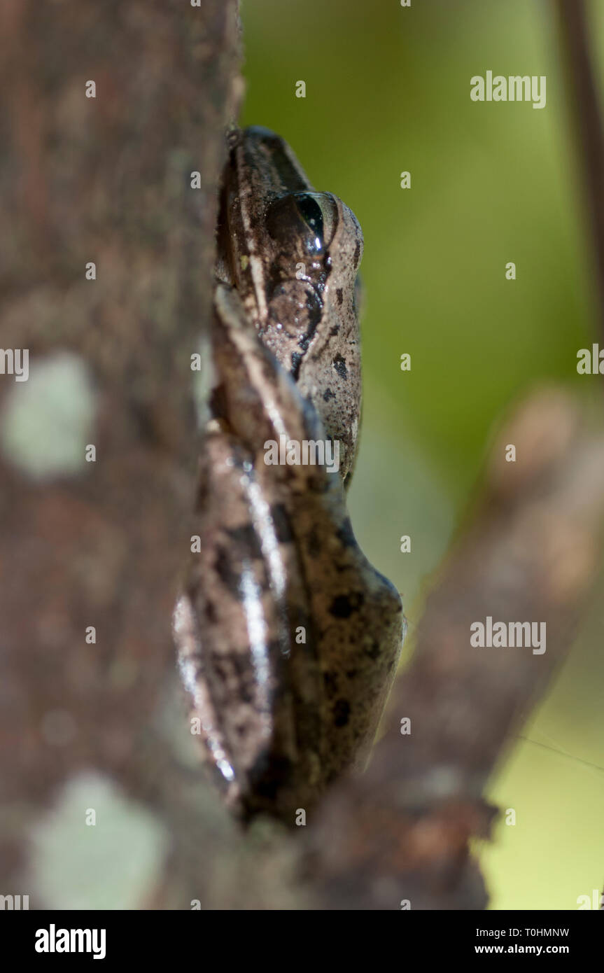 Common Tree Frog, Polypedates on tree, Klungkung, Bali