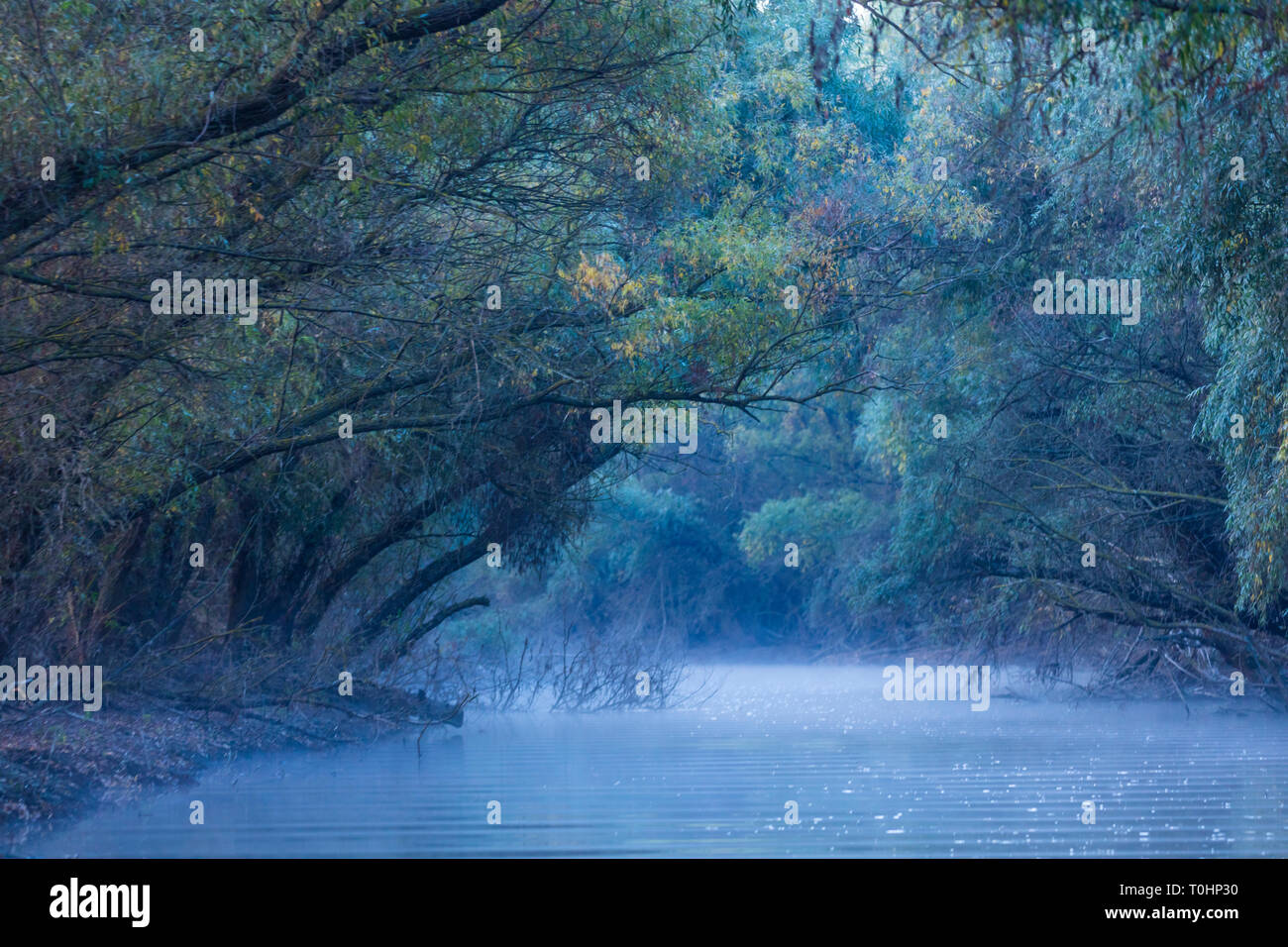 Mist on a shallow channel, Danube Delta, UNESCO WORLD HERITAGE, Tulcea County, Romania, Europe Stock Photo