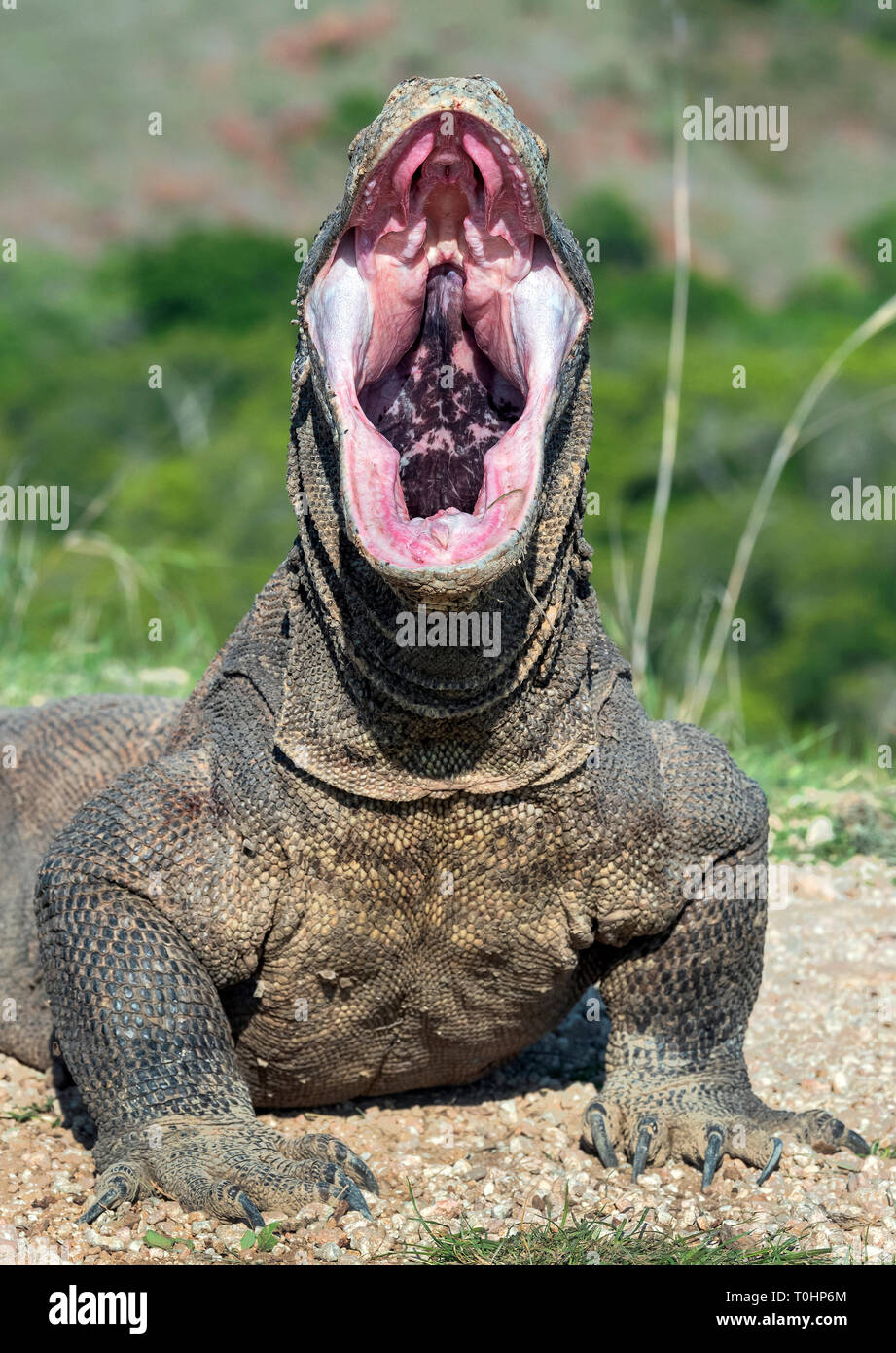 The open mouth of the Komodo dragon. Close up portrait, front view. Komodo dragon.  Scientific name: Varanus Komodoensis. Natural habitat. Indonesia.  Stock Photo
