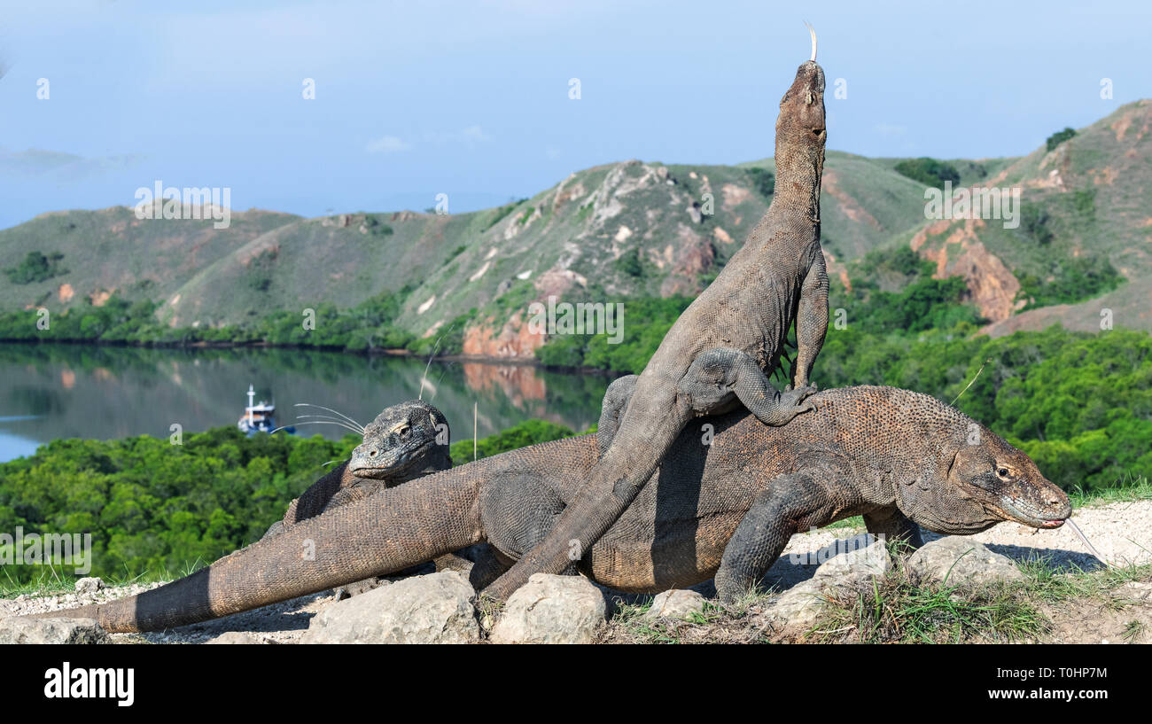 Dragon on the dragon. A female dragon climbed on top of the larger male. Komodo dragon,  scientific name: Varanus komodoensis. Scenic view on the back Stock Photo