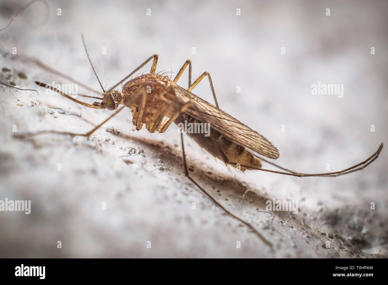 Macro of a tiger mosquito on a gray and rough surface of a wall Stock Photo