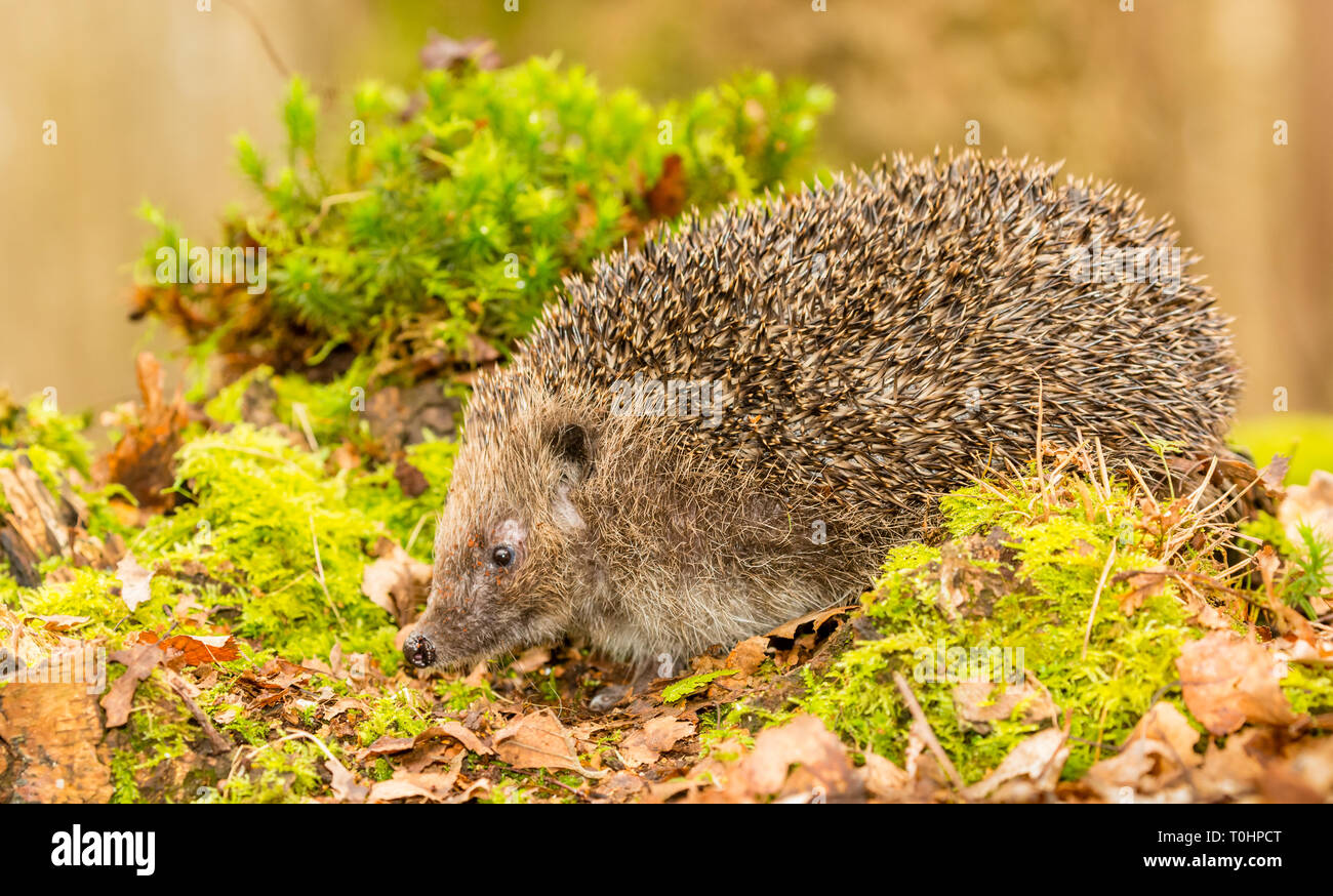 Hedgehog Erinaceus Europaeus Wild Native European Hedgehog In Hedgehog Erinaceus Europaeus Wild Native European Hedgehog In