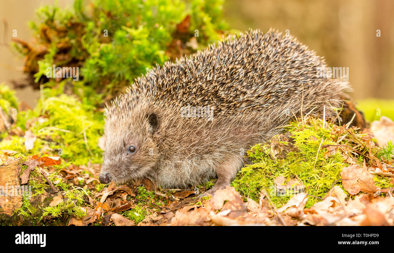 Hedgehog Erinaceus Europaeus Wild Native European Hedgehog In Hedgehog Erinaceus Europaeus Wild Native European Hedgehog In