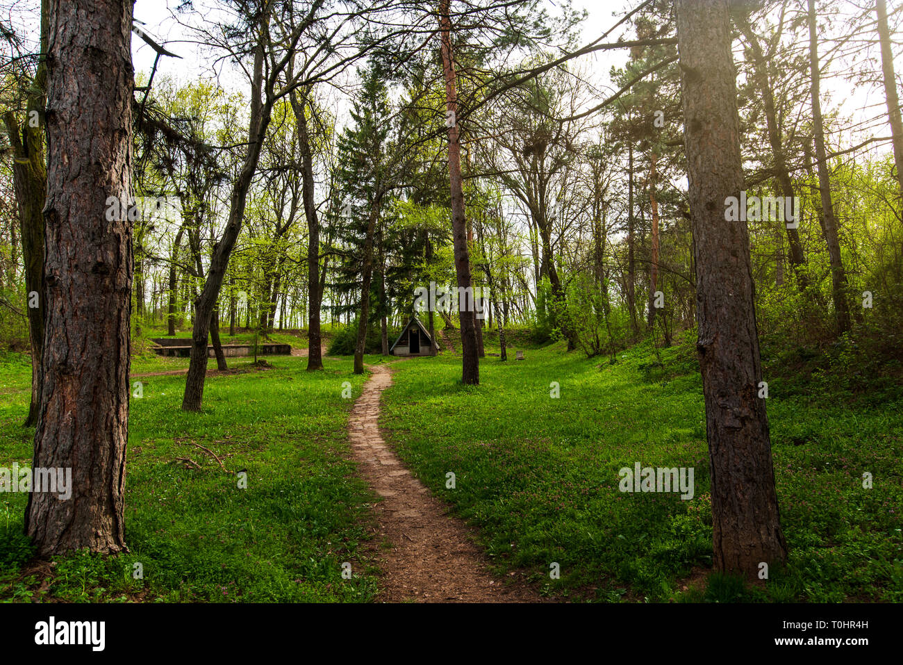 Forest park view in spring nature abstract Stock Photo