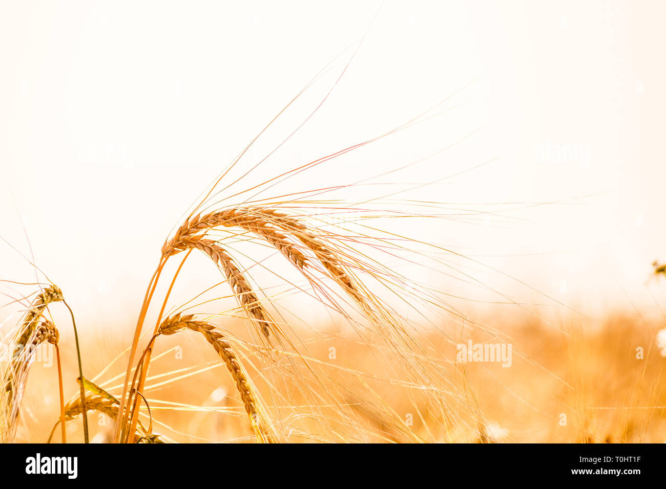 Wheat field. Background of ripening ears of meadow wheat field. Stock Photo