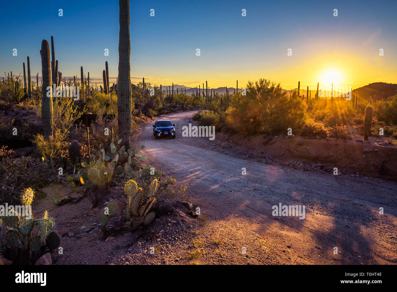 Car driving a dirt road between cactuses of Saguaro National Park at sunset. Stock Photo