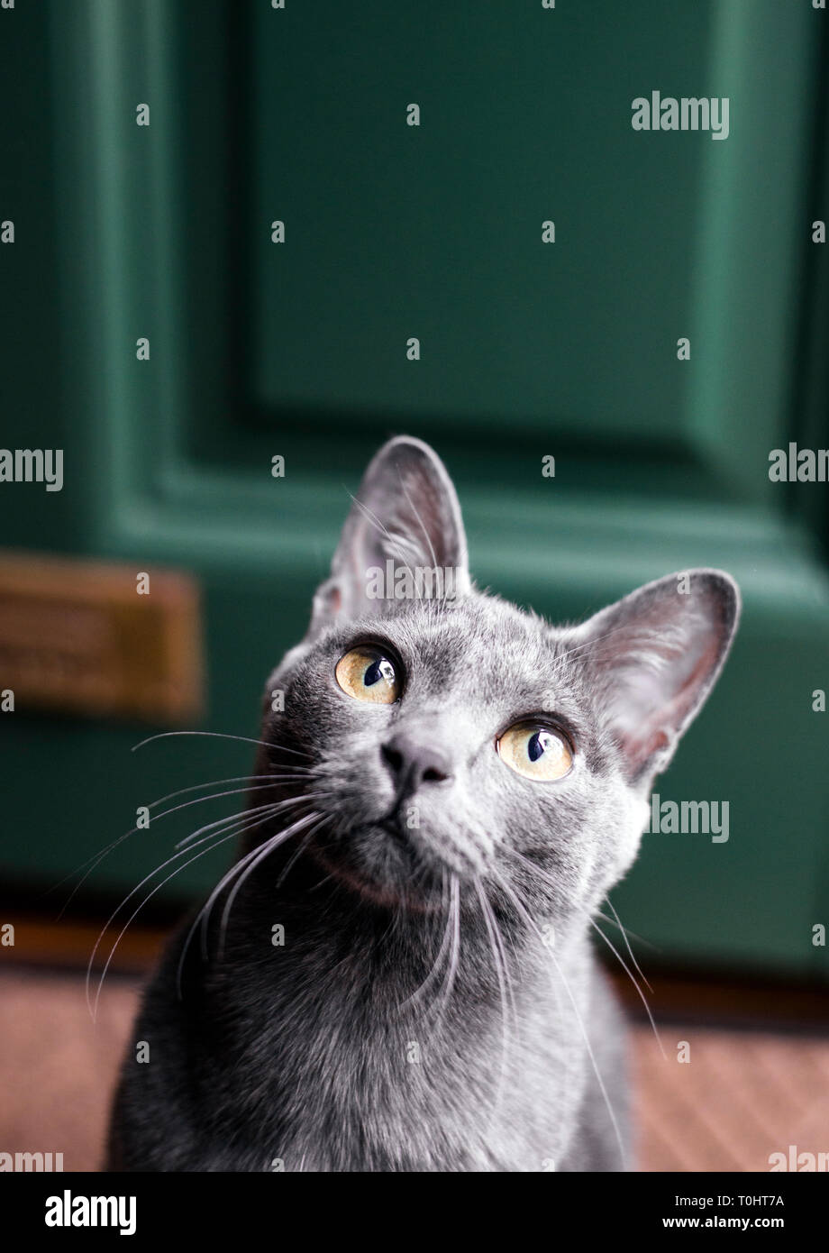Curious grey Korat cat Stock Photo - Alamy