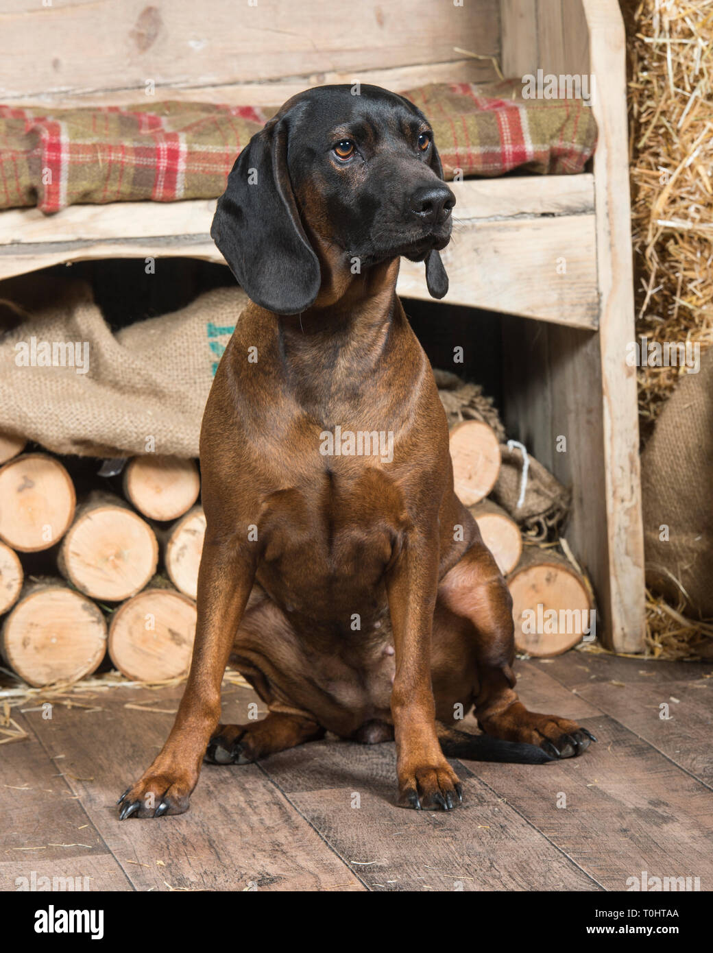 Bavarian Mountain Hound High Resolution Stock Photography And Images Alamy