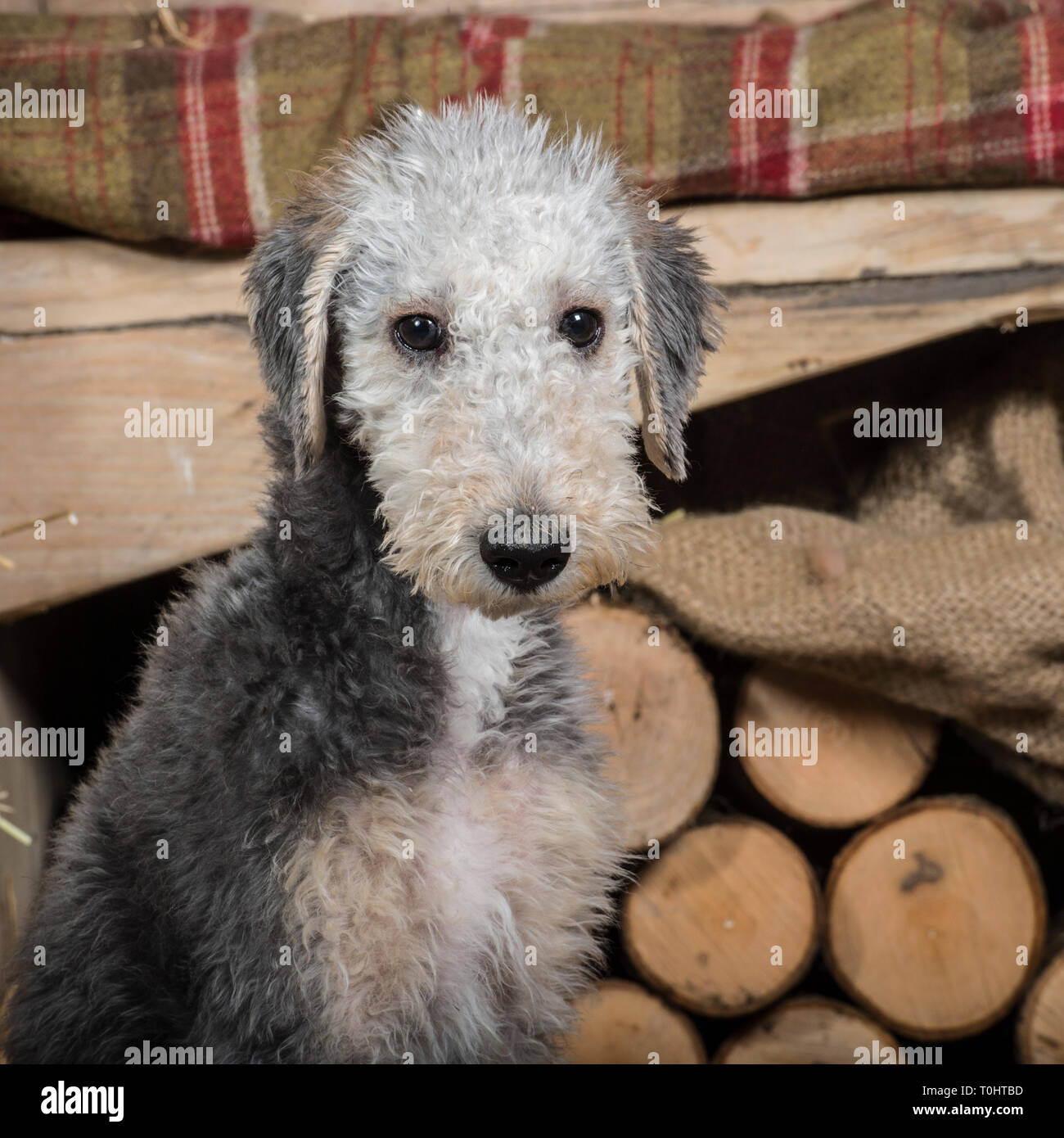 bedlington terrier puppy Stock Photo Alamy