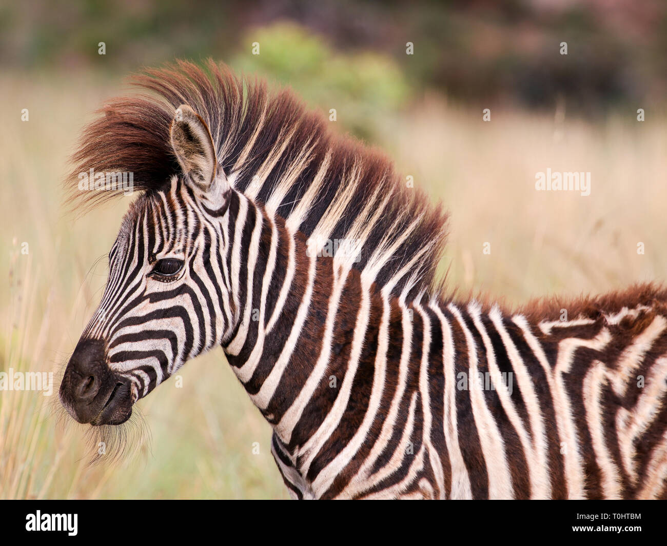 An extremely hairy Zebra foal Stock Photo Alamy