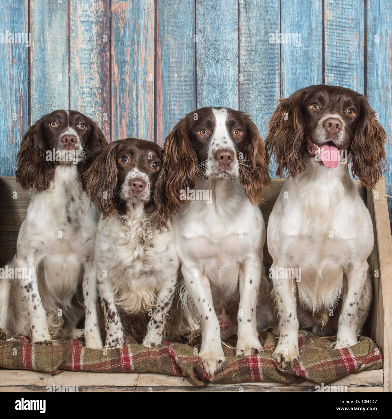 english springer spaniels Stock Photo Alamy