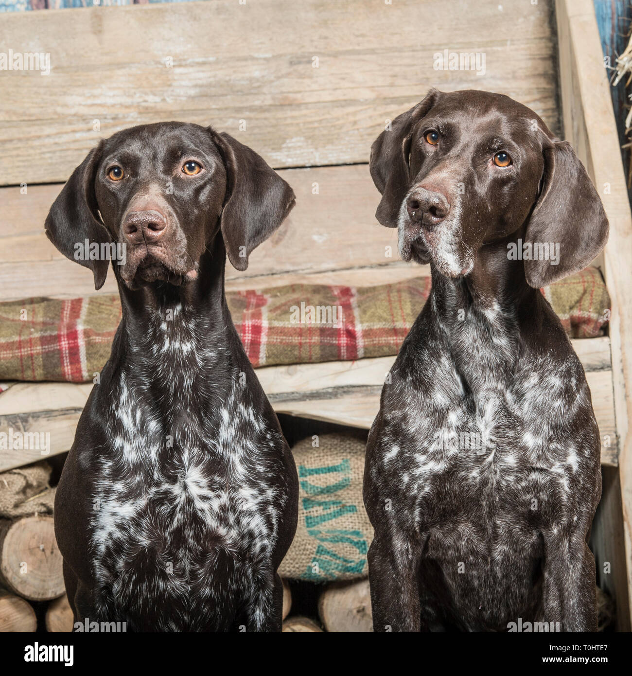 Two German Shorthaired Pointer Dogs Stock Photo 241337551 Alamy