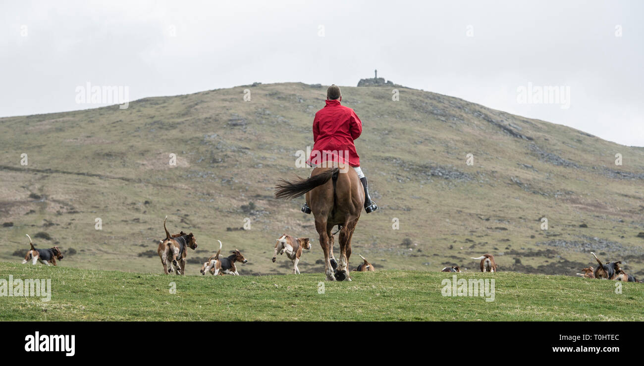 huntsman on horse with pack of hounds Stock Photo