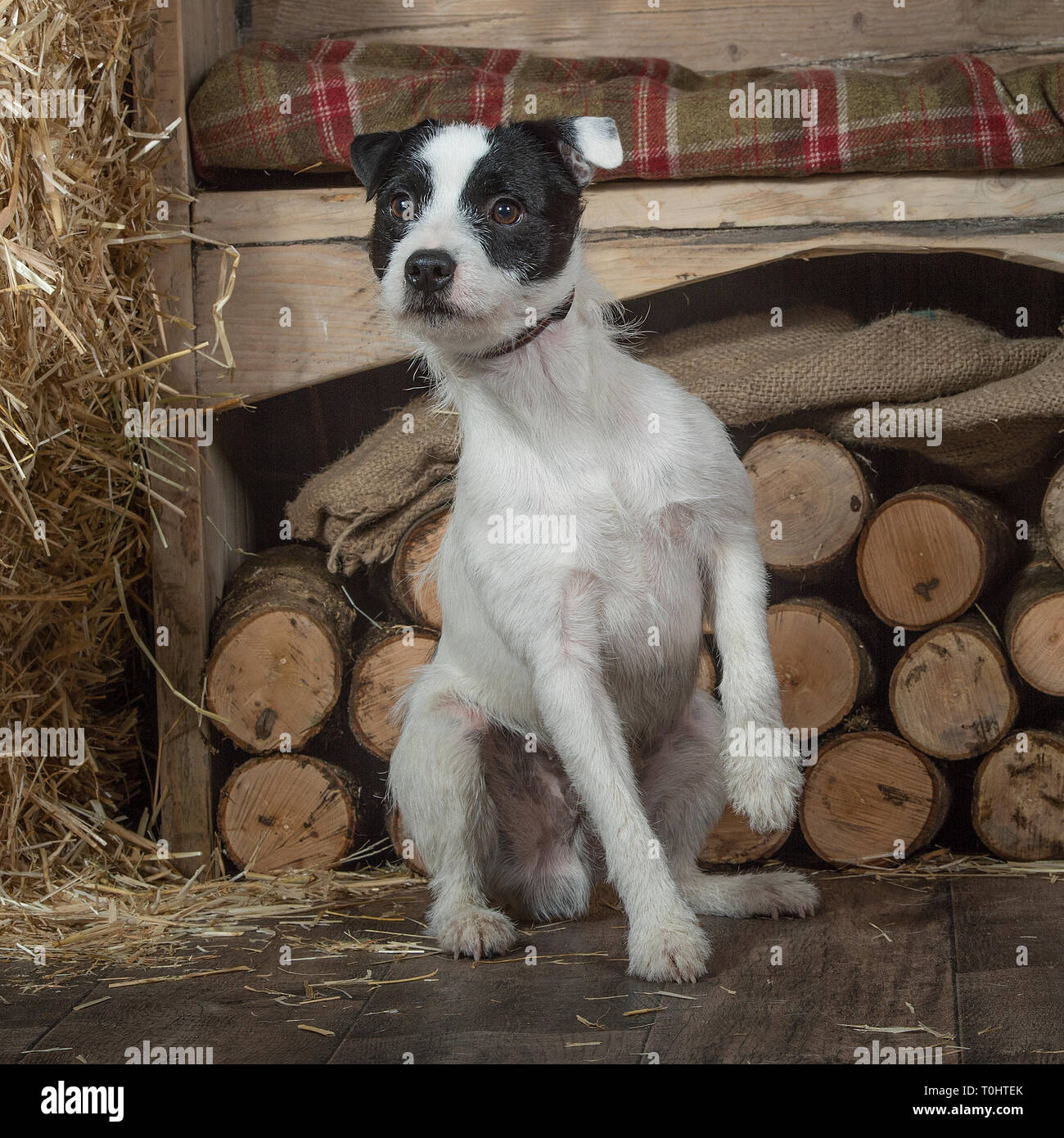 jack russell terrier Stock Photo