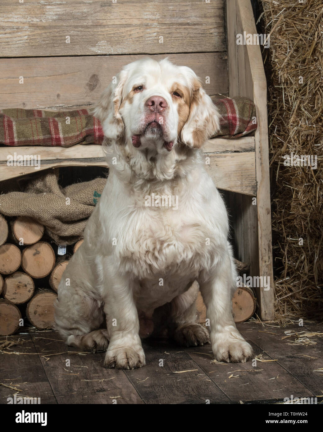 Clumber spaniel cheap