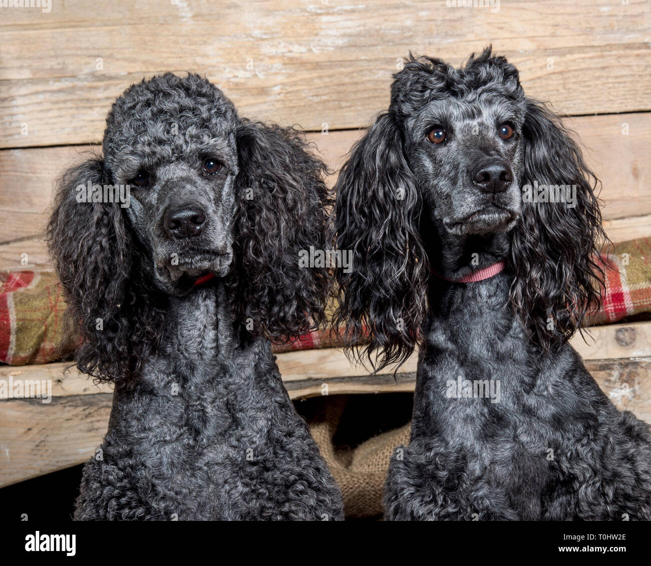 two black standard poodle dogs Stock Photo Alamy