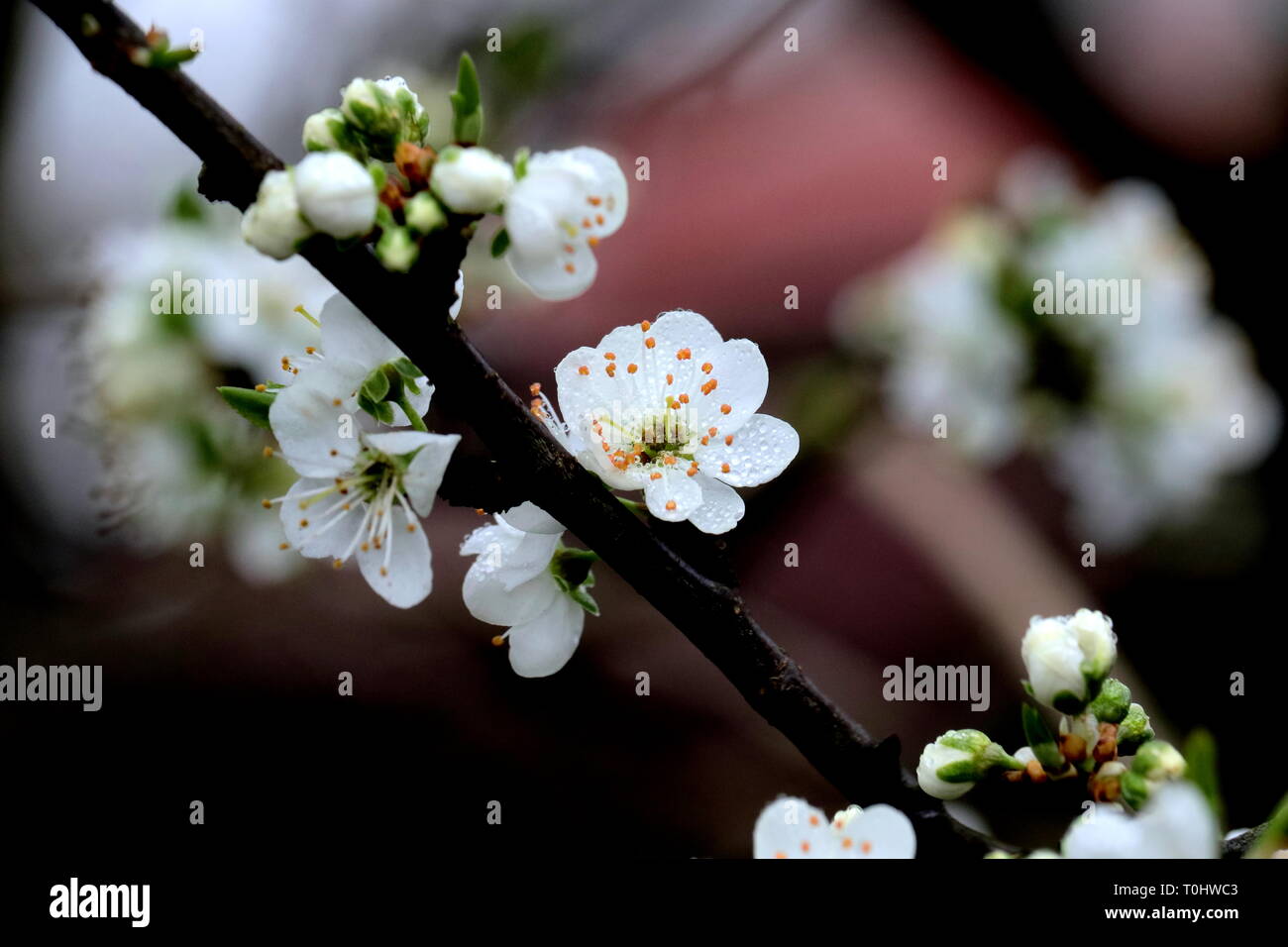 Spring Fruit Tree Blossom Stock Photo Alamy