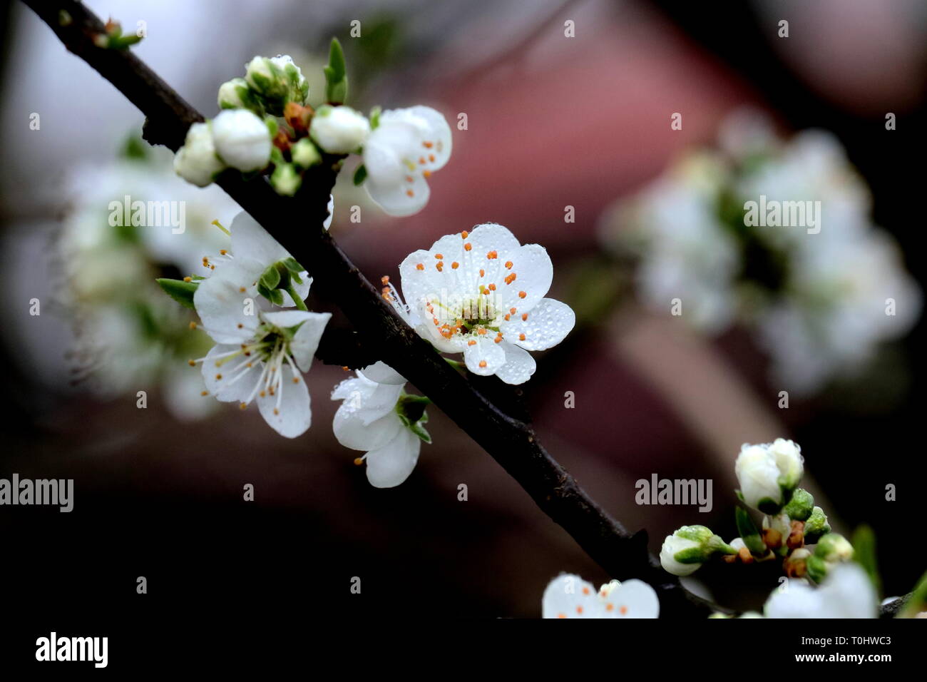 Spring Fruit Tree Blossom Stock Photo