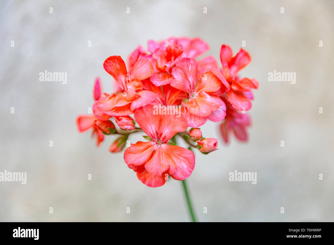 A single Geranium flower cluster Stock Photo
