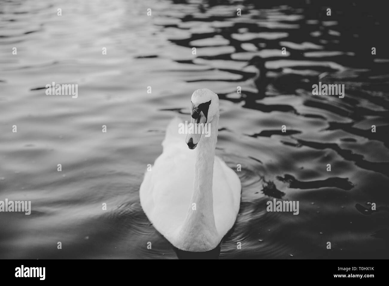 A beautiful white swan in a pond Stock Photo - Alamy