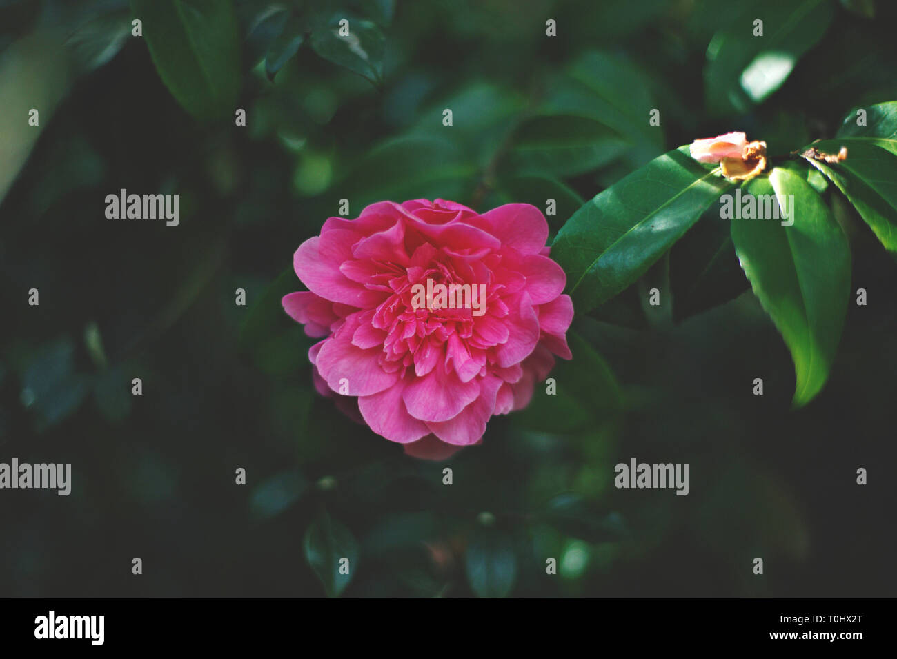 Camellia flower in bloom Stock Photo