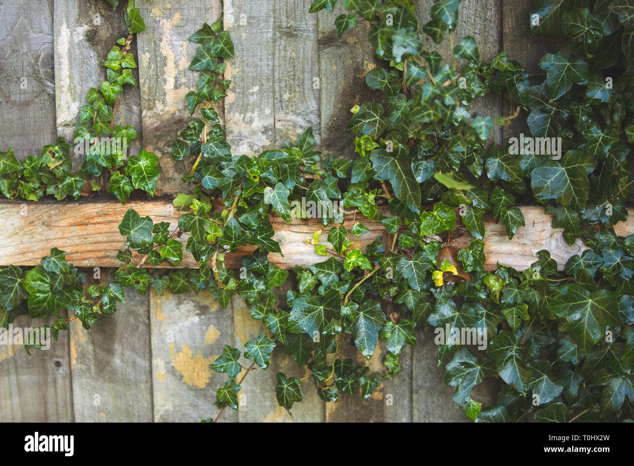 Vine climbing fence hi-res stock photography and images - Alamy