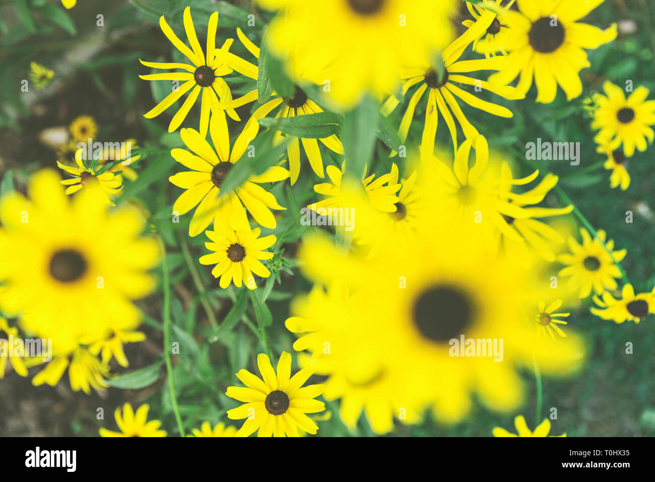Blooming Black Eyed Susans Stock Photo Alamy