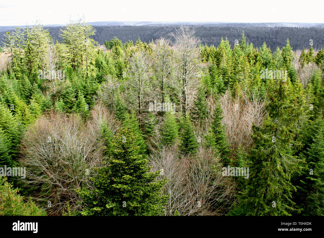 Black Forest Stock Photo
