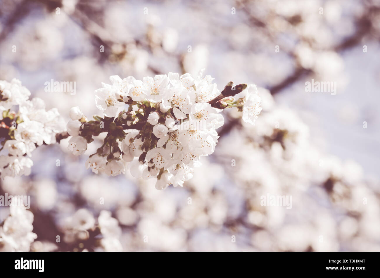 cherry trees in bloom - nature and springtime concept Stock Photo - Alamy